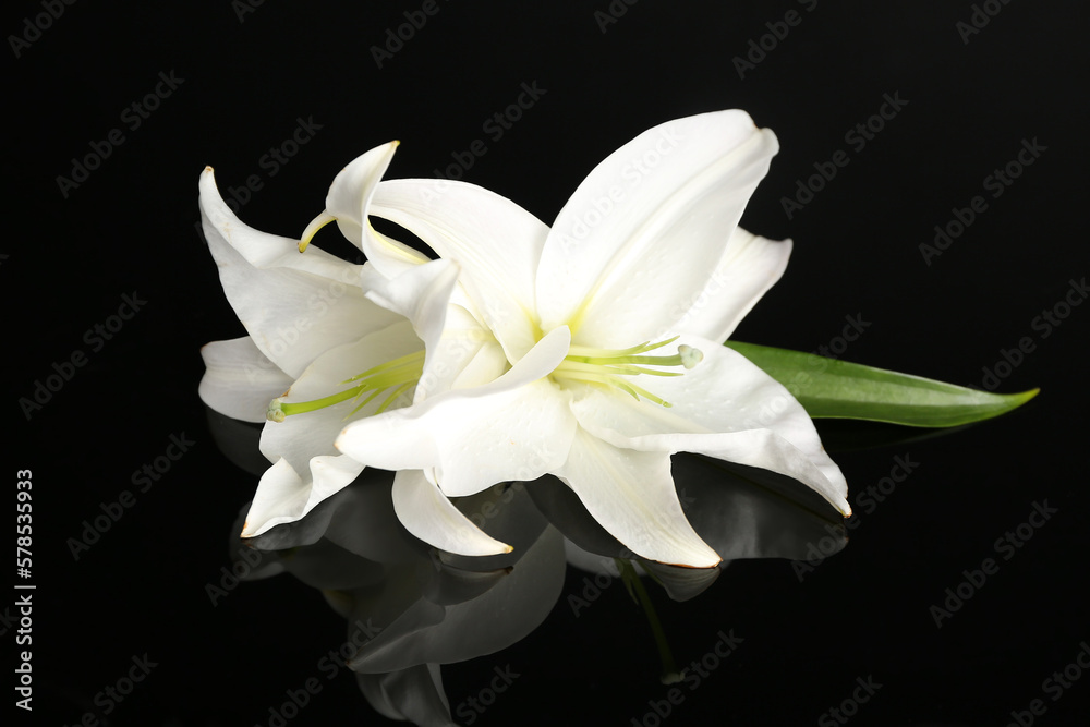 Fototapeta premium Beautiful white lily flowers on dark background