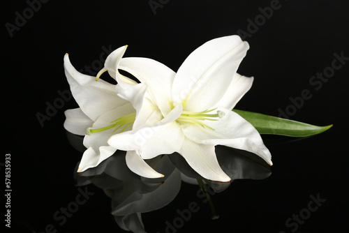 Beautiful white lily flowers on dark background