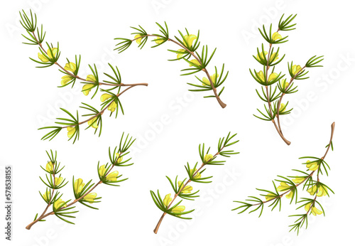 Cartoon isolated rooibos plant with flowers. Redbush, bush or red tea vector branches with green needle leaves and yellow blossoms. African herbal drink, rooibos or redbush tea stems