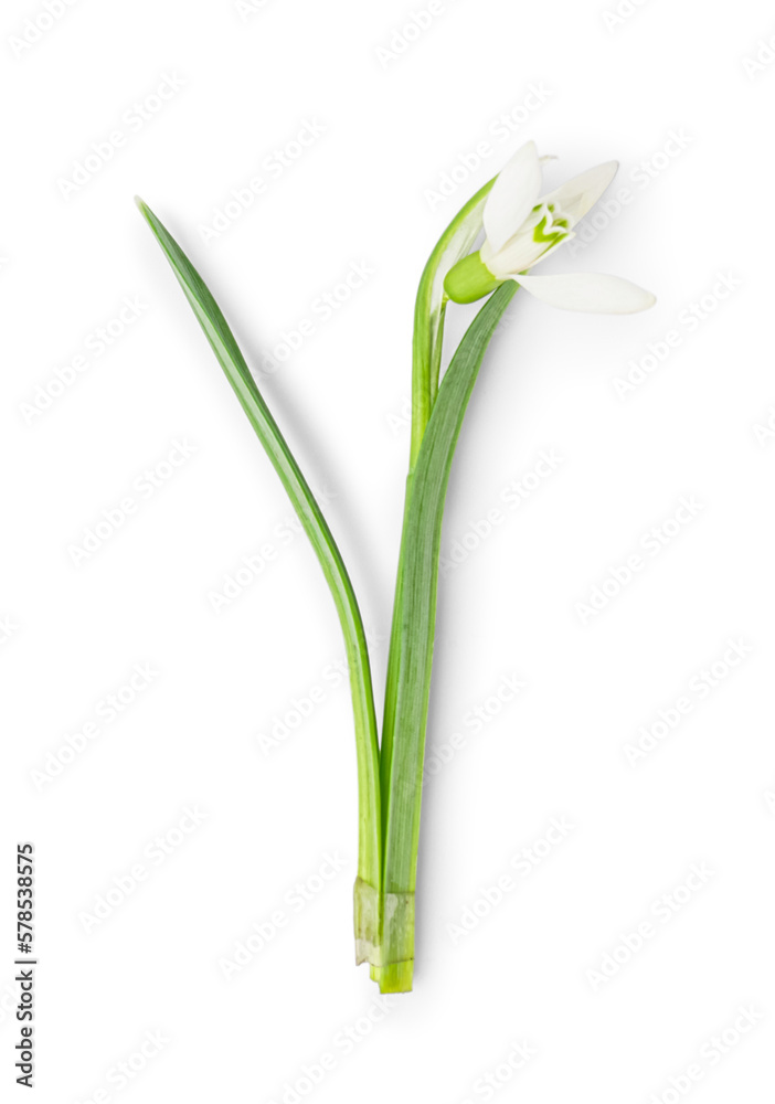 Beautiful snowdrop isolated on white background Beautiful snowdrop isolated on white background