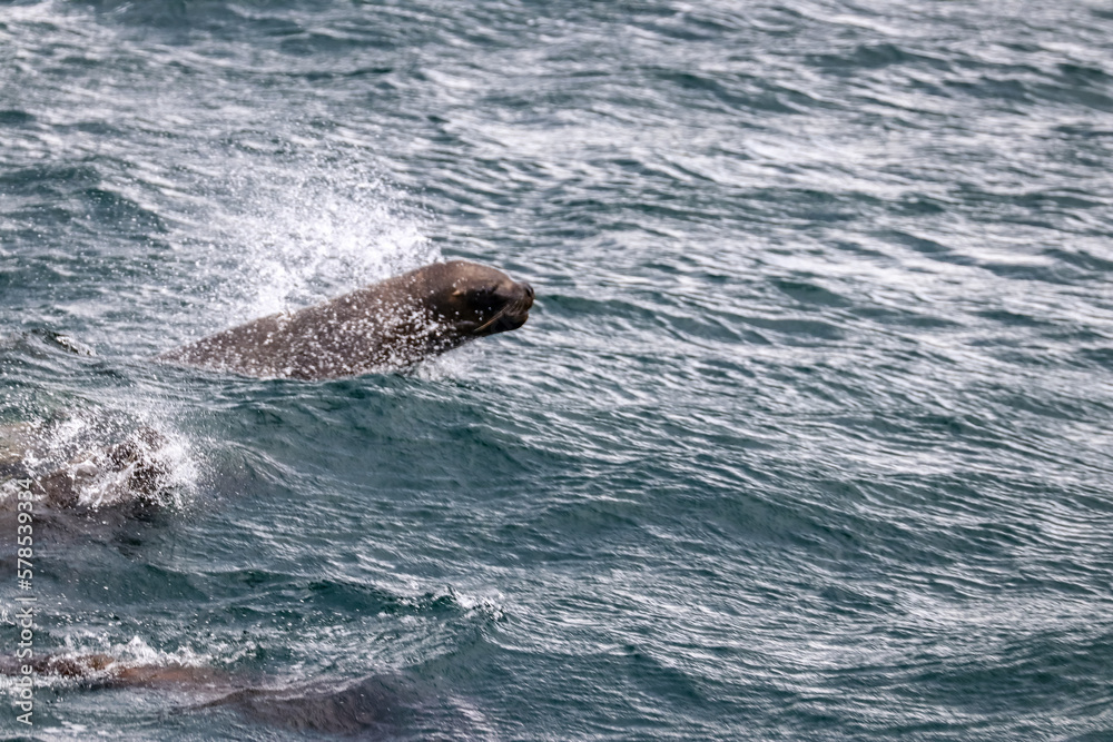 Fototapeta premium Beagle Channel, Ushuaia, Argentina