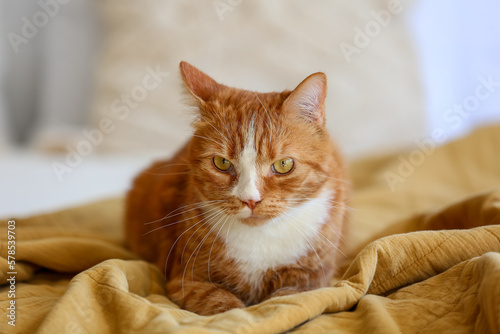 Domestic ginger cat with wh...