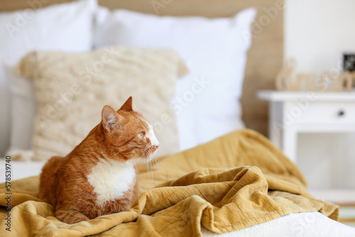 Cute red cat lying on blanket in bedroom, closeup