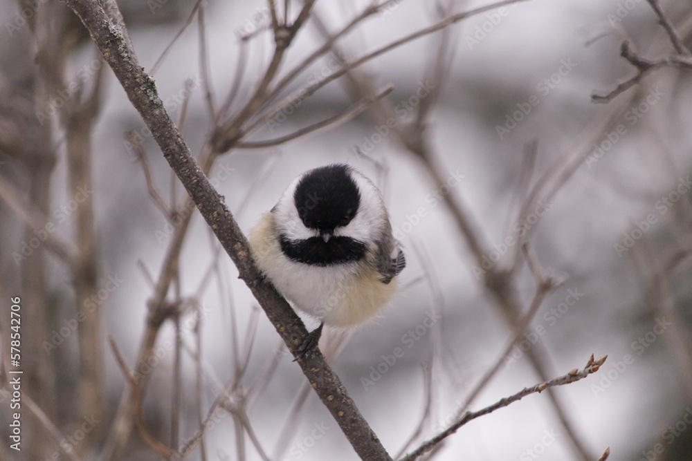 Obraz premium Black-capped Chickadee in the Winter