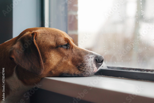 Bored dog with head on window sill while looking at the rain outside. Side view of brown puppy dog resting or waiting with elevated head position. 1 year old female Harrier mix dog. Selective focus.