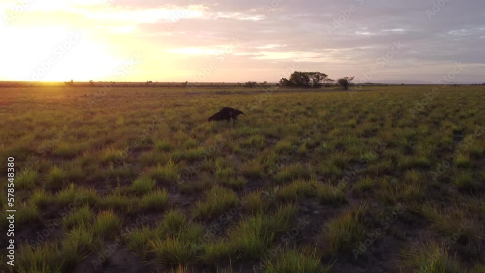 Giant Anteater caught on a drone during sunset. 4k Giant Anteater caught on a drone during sunset. 4k