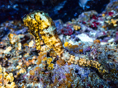 Yellow longsnout seahorse in the Carribbean Sea, Roatan, Bay Islands, Honduras photo