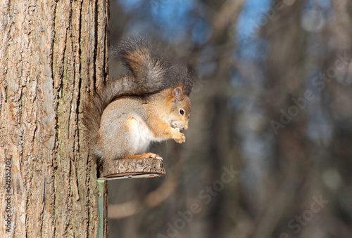 A squirrel in winter clothes basks in the sun. Moscow region. Russia