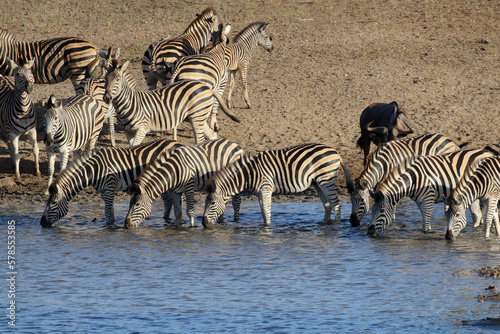 General view of wildebeest and zebra drinking at a dam in Kruger Park