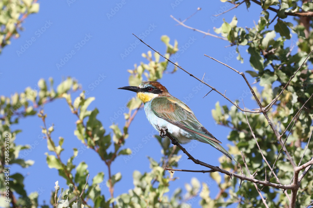 European bee-eater perching in tree in Kruger Park European bee-eater perching in tree in Kruger Park