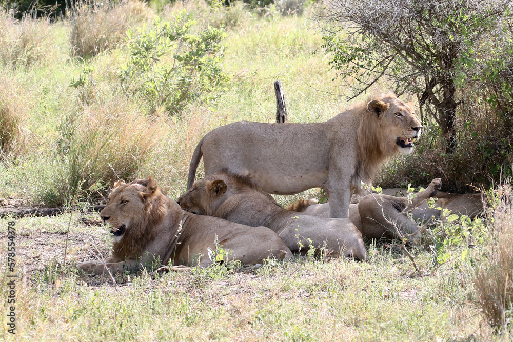 Naklejka premium Lion pride panthera leo resting in the shade in the midday summer heat of Kruger Park