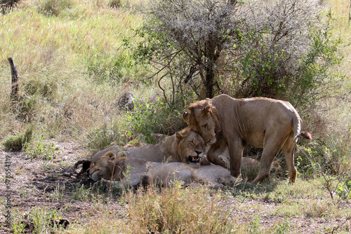 Lion pride panthera leo resting in the shade in the midday summer heat of Kruger Park photo