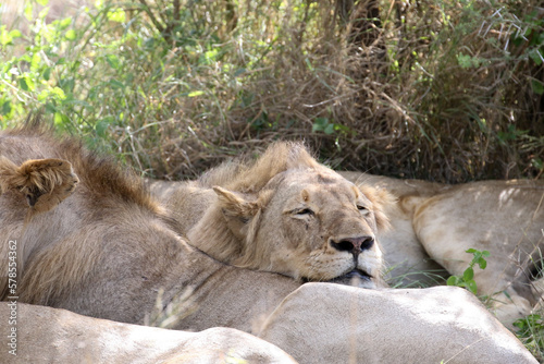 Lion pride panthera leo resting in the shade in the midday summer heat of Kruger Park photo
