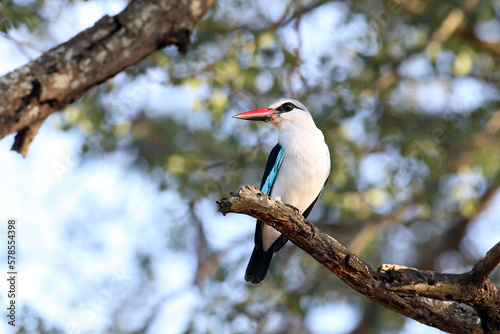 Photography Halcyon senegalensis, the woodland kingfisher, a migratory bird