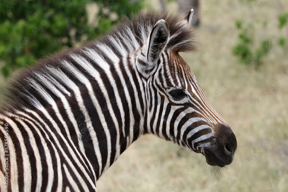 Equus quagga, a foal Plains Zebra in Kruger Park Equus quagga, a foal Plains Zebra in Kruger Park