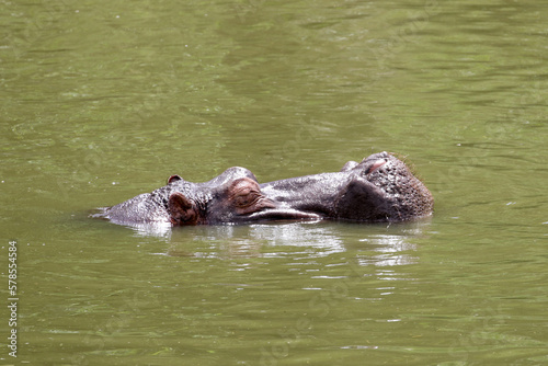 Kruger National Park, South Africa: hippopotamus (Hippopotamus amphibius)