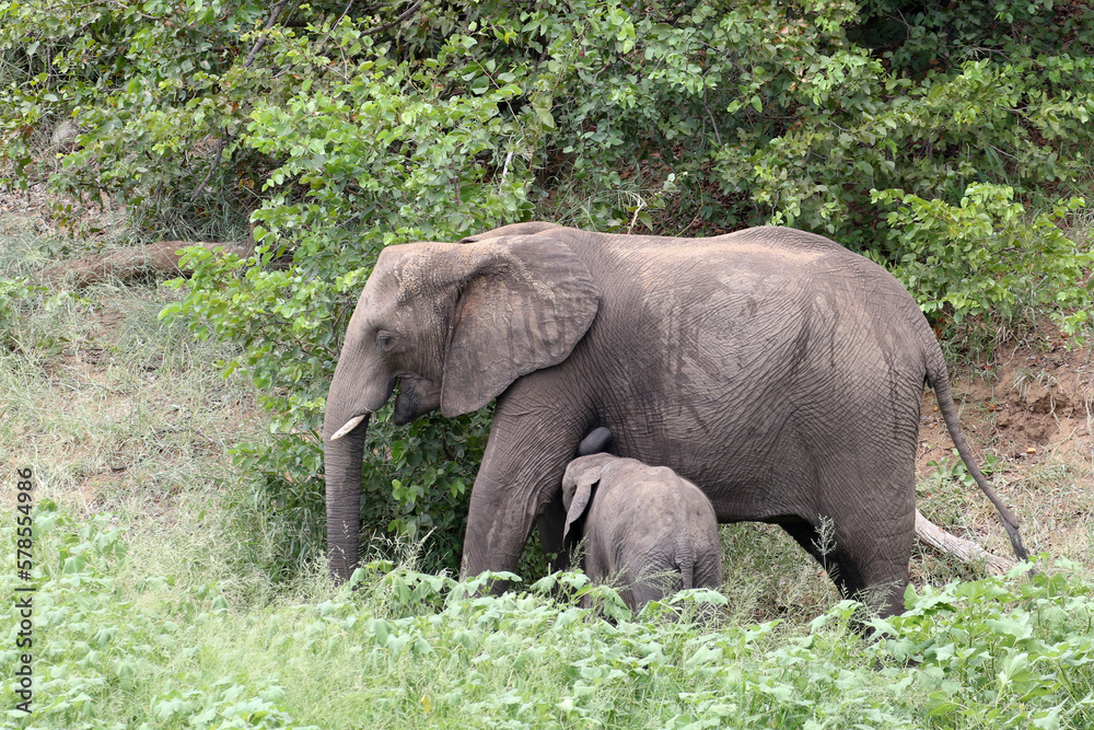 African elephant (Loxodonta africana) Kruger National Park, SouthAfrica: African elephant (Loxodonta africana) Kruger National Park, SouthAfrica:
