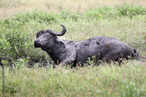 Fototapeta Naklejka Na Ścianę i Meble -  Kruger National Park, South Africa: a Cape buffalo takes a mud bath in the searing midday heat