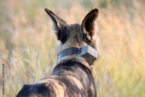 Fototapeta Naklejka Na Ścianę i Meble -  Kruger National Park, South Africa: wild dog with tracking device