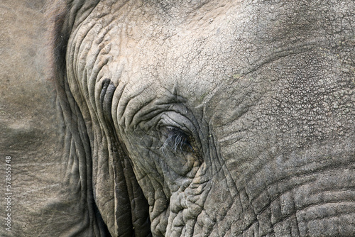 African elephant (Loxodonta africana) Kruger National Park, SouthAfrica: close up of eye