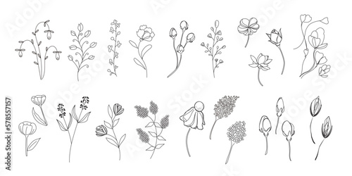 植物のイラストのセット、野の花、野の葉、ボタニカル、ベクター