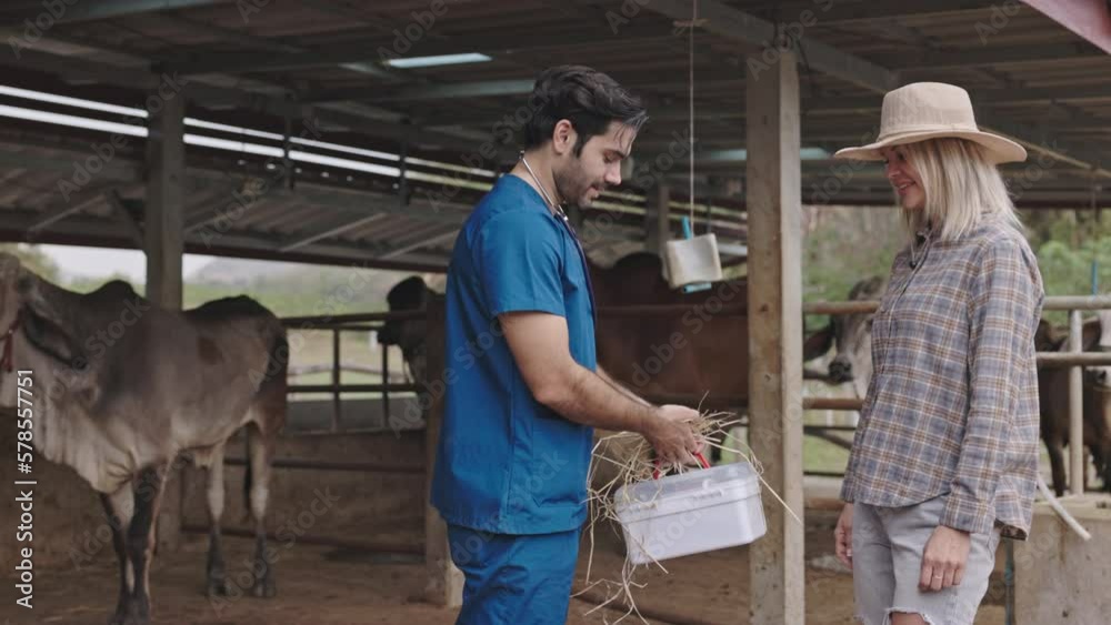 Livestock doctors and ranchers talk to give advice and check the health of Brahman cattle in a clean pen. cattle breeding farm Livestock doctors and ranchers talk to give advice and check the health of Brahman cattle in a clean pen. cattle breeding farm