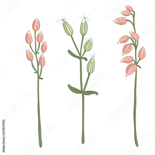 bladder campion, maidenstears,field flowers, vector drawing wild plants at white background, floral elements, hand drawn botanical illustration