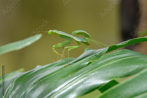 Foto praying mantis on leaf