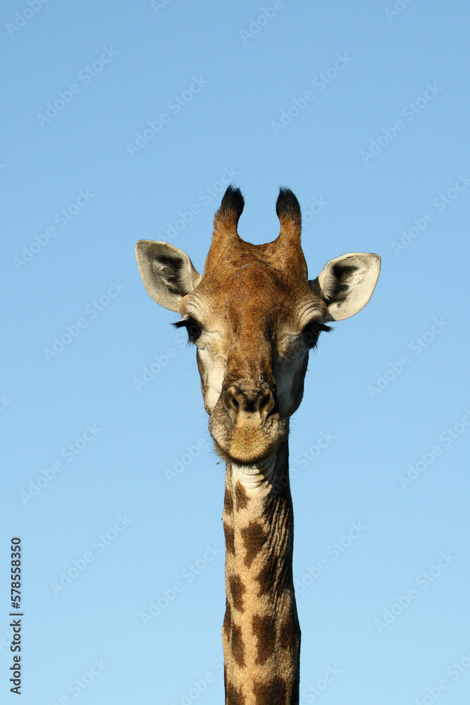 Kruger National Park, South Africa: camelopardalis giraffa, the Southern African or Cape giraffe