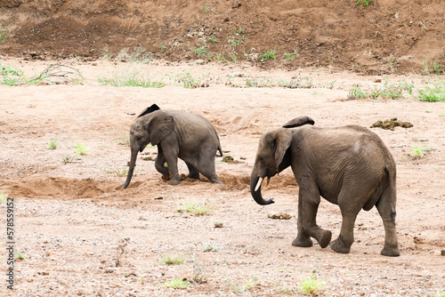 African elephant  Loxodonta africana  Kruger National Park  SouthAfrica  digging for water in a dry riverbed