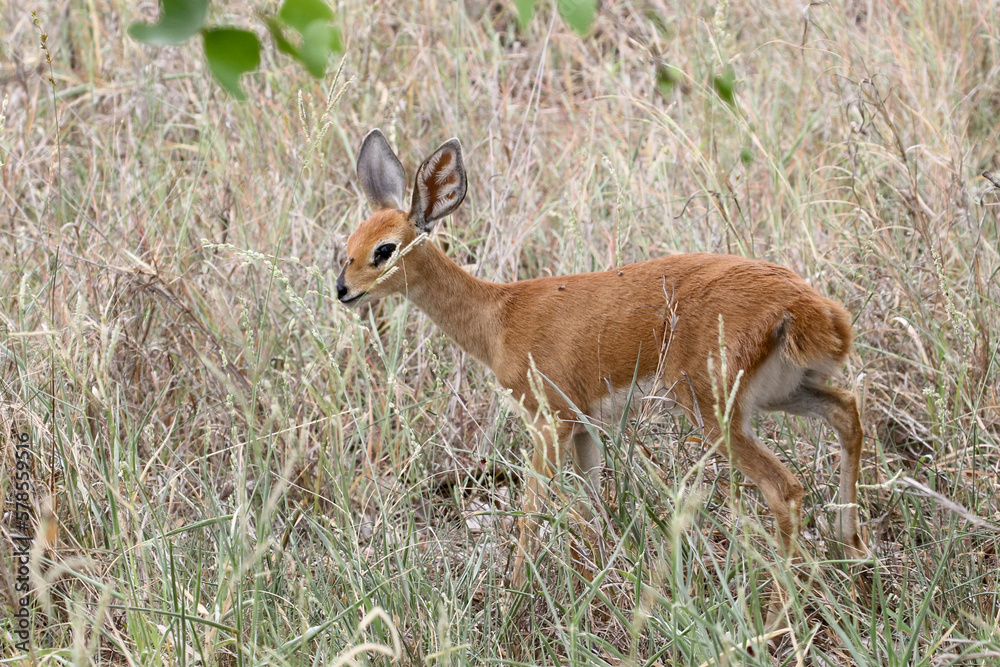 Raphicerus campestris, the steenbok, a dainty and shy antelope Raphicerus campestris, the steenbok, a dainty and shy antelope