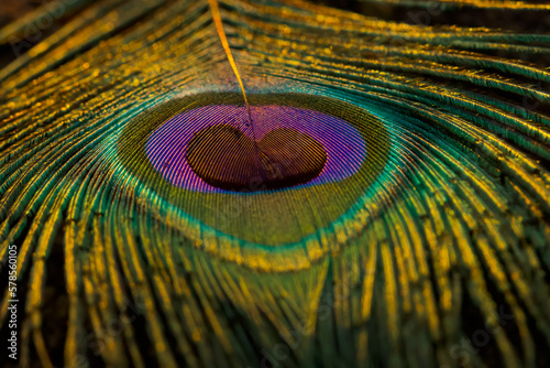 Peacock feather, Peafowl feather, Closeup. Green feather. Selective focus. © Jalpa Malam