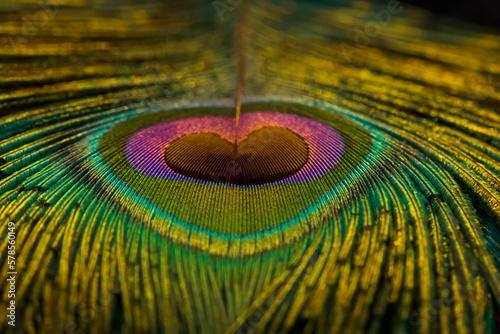 Peacock feather, Peafowl feather, Closeup. Green feather. Selective focus. © Jalpa Malam