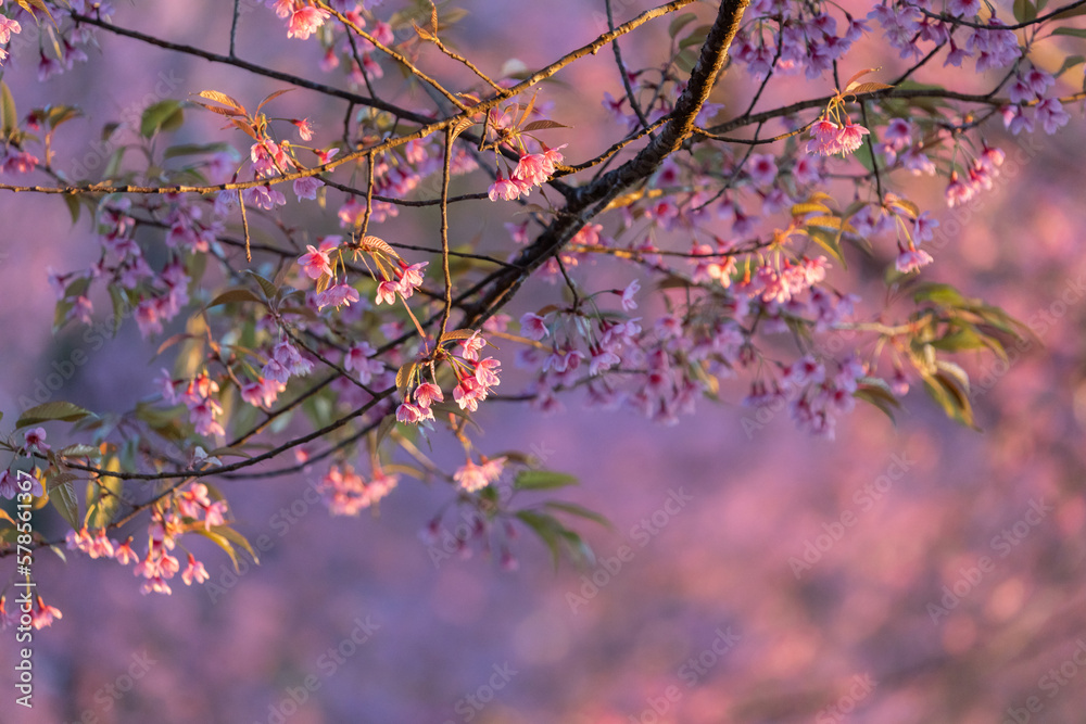 Closeup of Wild Himalayan Cherry (Prunus cerasoides) or thai sakura flower Closeup of Wild Himalayan Cherry (Prunus cerasoides) or thai sakura flower