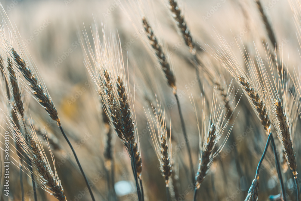 Fototapeta premium Closeup on golden wheat field or barley farming.