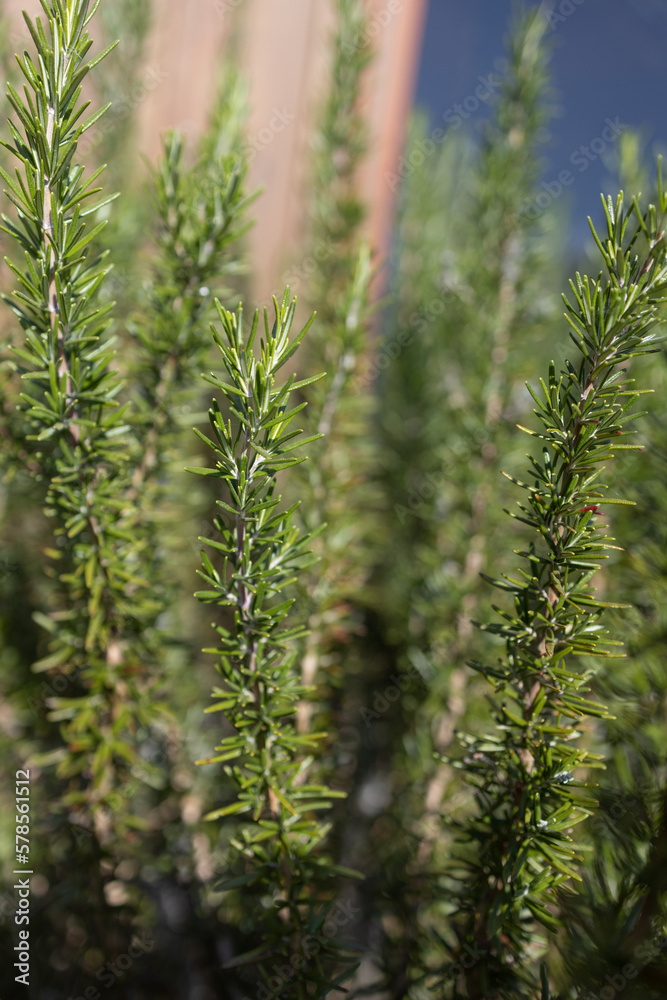 Fresh Rosemary Herb grow outdoor. Rosemary leaves Close-up.