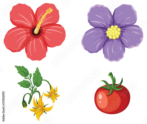 Hibiscus flower and tomato collection