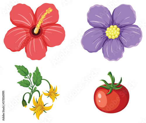 Hibiscus flower and tomato collection photo