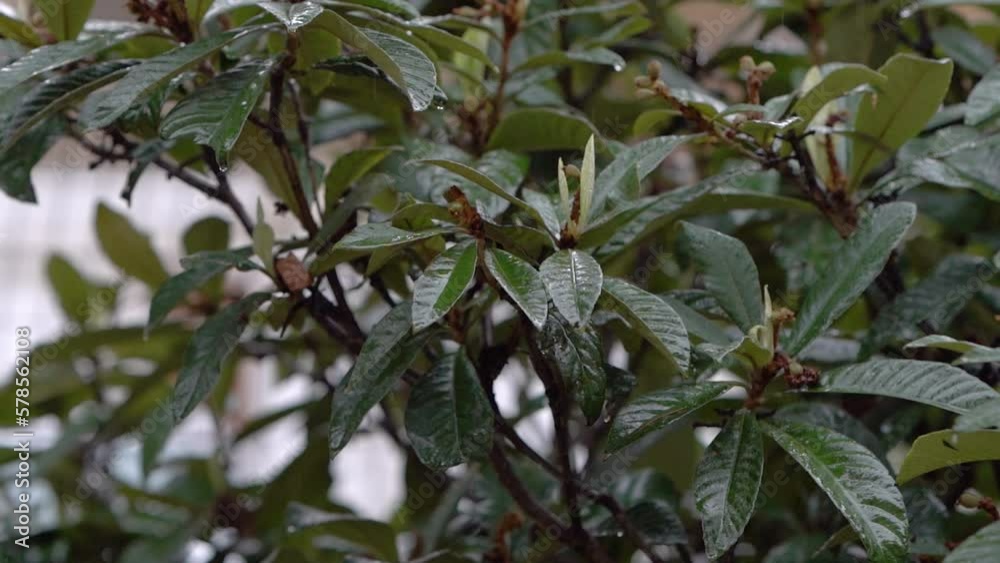 Drops Of Rain Dripping On Green Leaves Of loquat also known as Eriobotrya japonica, evergreen tree. filmed in slow motion in Haifa, Israel. gloomy rainy day. Israeli winter. Drops Of Rain Dripping On Green Leaves Of loquat also known as Eriobotrya japonica, evergreen tree. filmed in slow motion in Haifa, Israel. gloomy rainy day. Israeli winter.