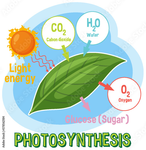 Diagram of Photosynthesis for biology and life science education