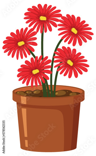 Red flower in pot on white background