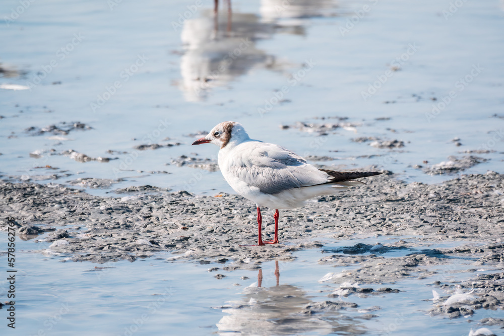 One Seagull, The European herring gull, swims on the calm lake shore in sunset One Seagull, The European herring gull, swims on the calm lake shore in sunset