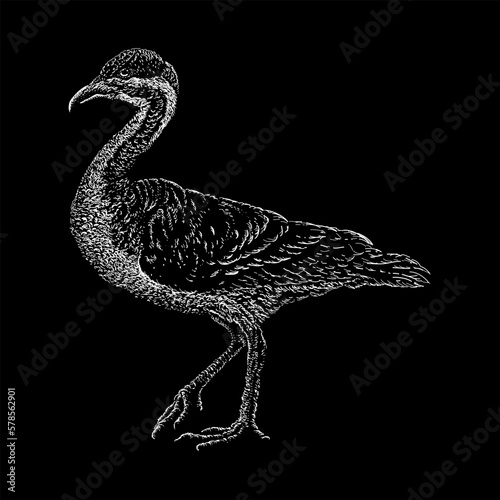 Vegavis hand drawing vector isolated on black background. photo