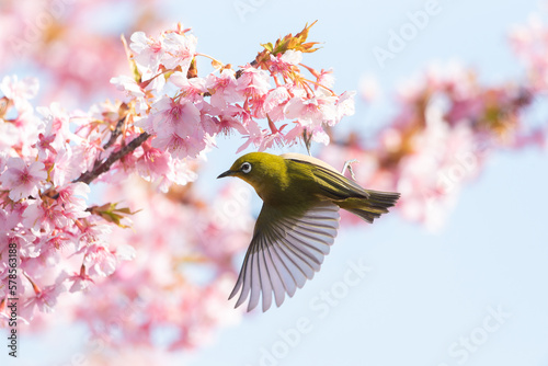 河津桜とメジロ