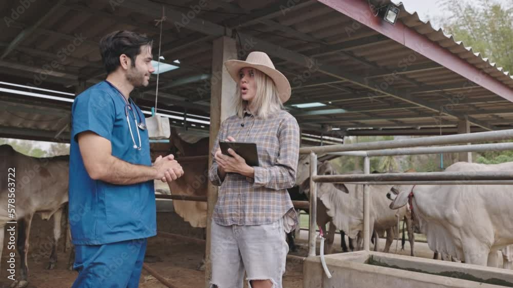 Livestock doctors and ranchers talk to give advice and check the health of Brahman cattle in a clean pen. cattle breeding farm Livestock doctors and ranchers talk to give advice and check the health of Brahman cattle in a clean pen. cattle breeding farm