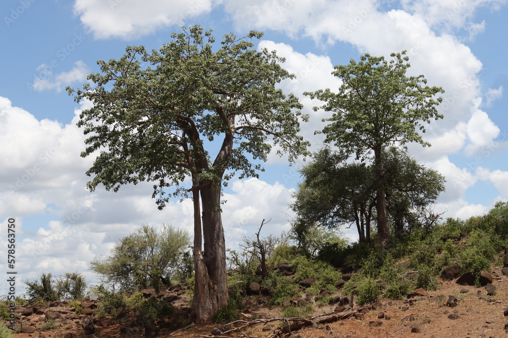 Kruger National Park, South Africa: Adansonia digitata, the baobab tree Kruger National Park, South Africa: Adansonia digitata, the baobab tree
