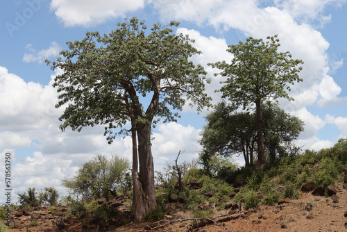 Kruger National Park, South Africa: Adansonia digitata, the baobab tree