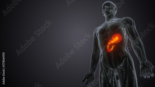 3d illustration of human stomach anatomy.