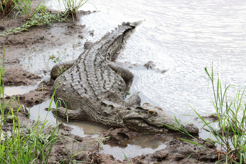 Kruger National Park, South Africa: Nile crocodile lurking on the mud photo