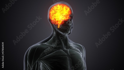 3d illustration of human body brains anatomy.